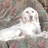 Picture of dog lost at Lannepax