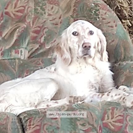 Photo 1/1 Sherlock Chien lost in Lannepax