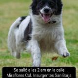 Picture of dog lost at Ciudad De Mexico