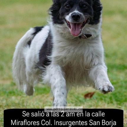 Photo 1/1 Shanti Chien lost in Ciudad de mexico