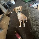 Picture of dog lost at Auchel