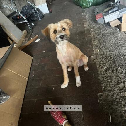 Photo 1/1 yann ivars Chien lost in Auchel