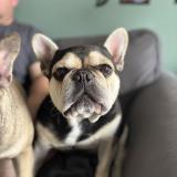 Picture of dog lost at Sprimont