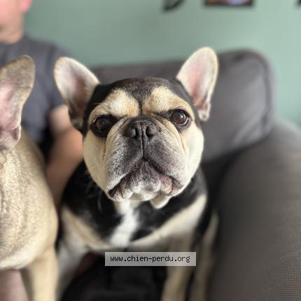 Foto 1/1 Otto Hond vermist in Sprimont