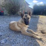 Picture of dog lost at Bonnoeuvre