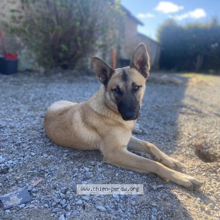 Photo 1/1 Vixy Chien lost in Bonnoeuvre