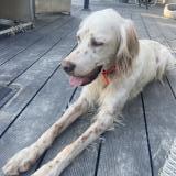 Picture of dog lost at Bonnoeuvre
