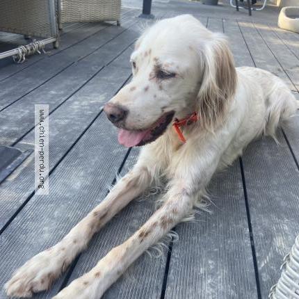 Photo 1/1 Padm&eacute; Chien lost in Bonnoeuvre