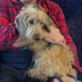 Picture of dog lost at Saint Estephe