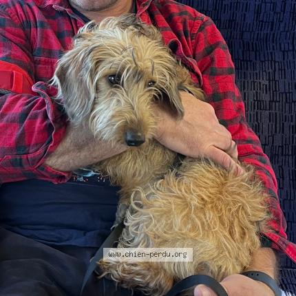 Photo 1/1 Myrtle Chien lost in Saint estephe