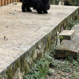 Picture of dog lost at Vic Fezensac