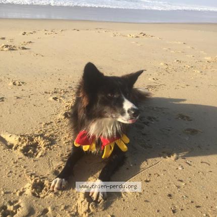 Photo 1/1 Boscotte Chien lost in Seignosse