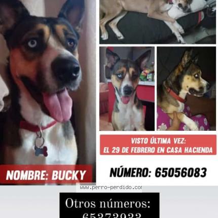 Photo 1/1 Bucky Chien lost in David