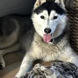 Picture of dog lost at Allauch