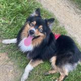 Picture of dog lost at Saint Gildas Des Bois