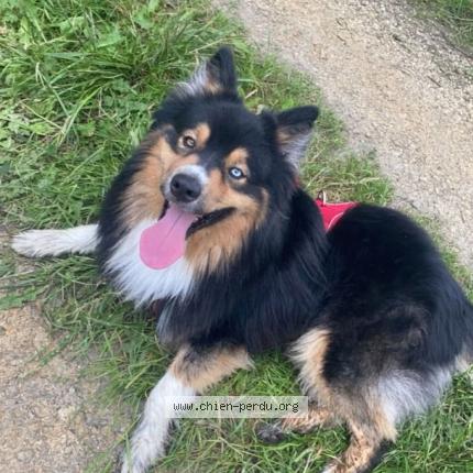 Photo 1/1 Sparrow Chien lost in Saint gildas des bois