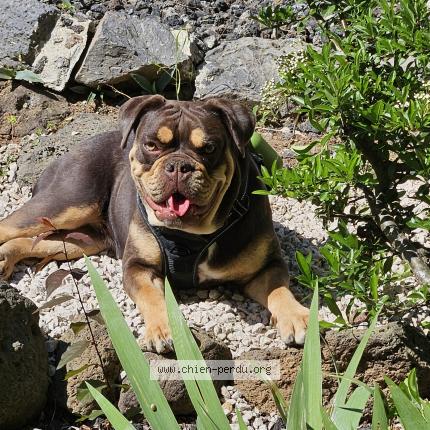 Photo 1/1 Shiva Chien lost in Saint paul de varax