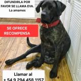 Picture of dog lost at San Carlos De Bariloche