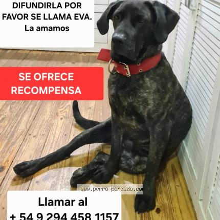 Photo 1/1 Eva Chien lost in San carlos de bariloche