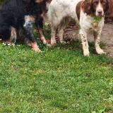 Picture of dog lost at Ferolles