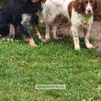 Photo 1/1 christine quetard Chien lost in Ferolles