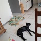 Picture of dog lost at Bauge En Anjou