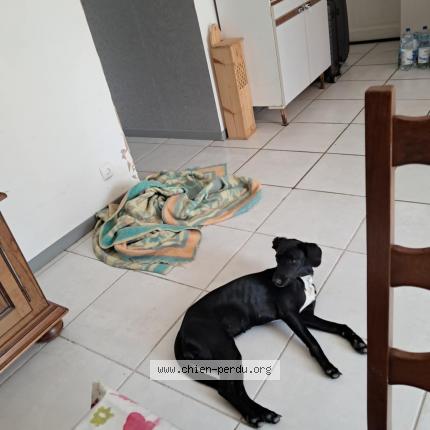 Photo 1/1 P&eacute;p&egrave;t Chien lost in Bauge en anjou