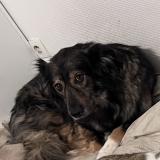 Picture of dog lost at Bazoches Les Hautes