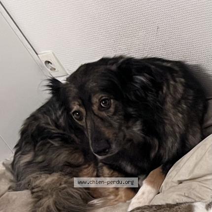 Photo 1/1 Verlaine Chien lost in Bazoches les hautes