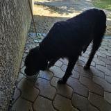 Picture of dog found at Saint Simon De Bordes