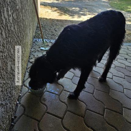 Photo 1/1 Found dog Found in Saint simon de bordes