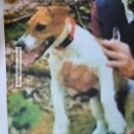 Photo 1/1 Samba Dog lost in Plassac