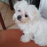 Picture of dog lost at Sainte Rose