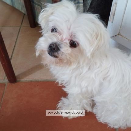 Photo 1/1 Chipie Chien lost in Sainte rose