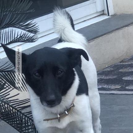 Photo 1/1 Minouche Chien lost in Villeneuve les maguelone