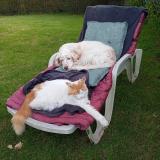 Picture of dog lost at Questembert