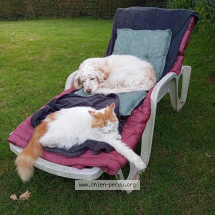 Photo 1/1 Jack Chien lost in Questembert