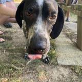 Picture of dog found at St Herblain