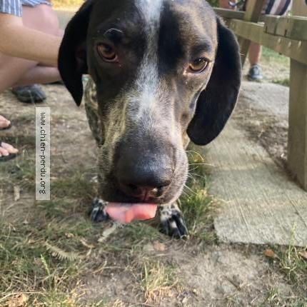 Photo 1/1 Found dog Found in St herblain