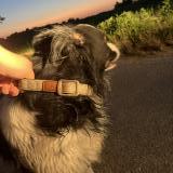 Picture of dog found at Saint Pierre De Chandieu