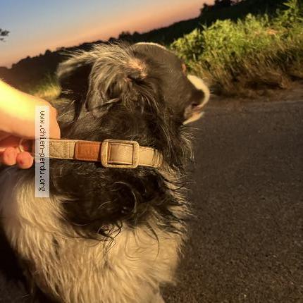 Photo 1/1 Found dog Found in Saint pierre de chandieu