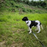 Picture of dog lost at Artzenheim