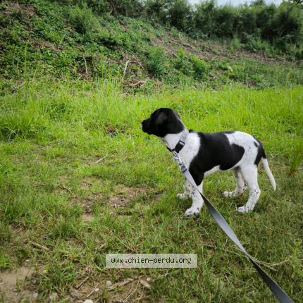 Photo 1/1 TCHAVO Chien lost in Artzenheim