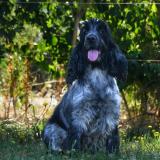 Picture of dog lost at Pornic