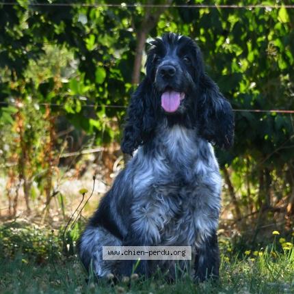 Photo 1/1 Mo&iuml;ra Chien lost in Pornic