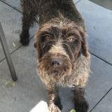 Picture of dog lost at Sevelinges