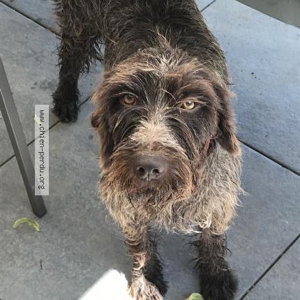 Photo 1/1 Urone Chien lost in Sevelinges