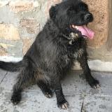 Picture of dog lost at Sevelinges