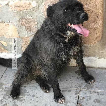 Photo 1/1 Police Chien lost in Sevelinges