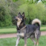 Picture of dog lost at Henin Beaumont